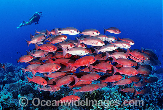 Schooling Pinjalo Snapper Scuba Diver photo Schooling Pinjalo Snapper Scuba Diver photo