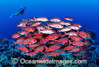 Schooling Pinjalo Snapper Scuba Diver Photo - Gary Bell