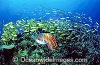 Broadclub Cuttlefish hunting Goatfish Photo - Gary Bell
