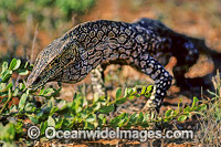 Perentie Monitor Varanus giganteus Goanna Exmouth Photo - Gary Bell