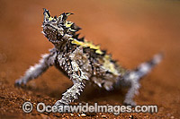 Thorny Devil Lizard Moloch horridus Moloch Lizard Photo - Gary Bell