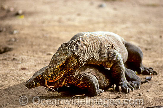 Komodo Dragons Komodo Island photo Komodo Dragons Komodo Island photo