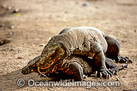 Komodo Dragons Komodo Island Photo - Gary Bell