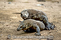 Komodo Dragons Photo - Gary Bell