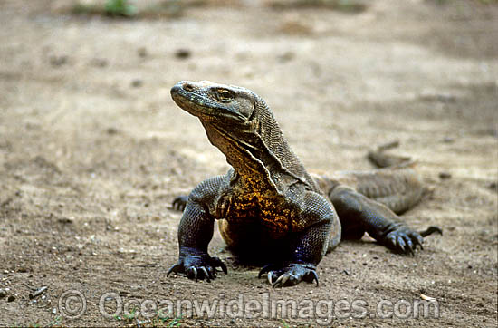 Komodo Dragon Varanus komodoensis photo Komodo Dragon Varanus komodoensis photo