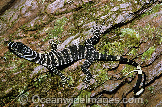 Lace Monitor hatchling on rainforest tree Goanna photo Lace Monitor hatchling on rainforest tree Goanna photo