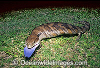Eastern Blue-tongued Lizard Photo - Gary Bell