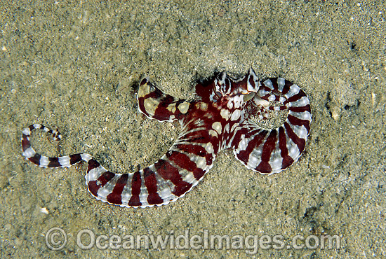 Mimic Octopus Thaumoctopus mimicus photo