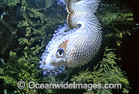 Paper Nautilus Argonauta nodosa Argonaut Photo - Gary Bell