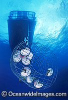 Chambered Nautilus captured in wire trap Photo - Gary Bell