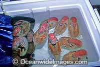 Captured Chambered Nautilus Nautilus pompilius Photo - Gary Bell