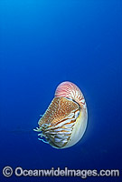 Chambered Nautilus Nautilus pompilius Photo - Gary Bell