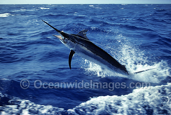 Black Marlin breaching photo Black Marlin breaching photo