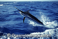 Black Marlin breaching Photo - John Ashley