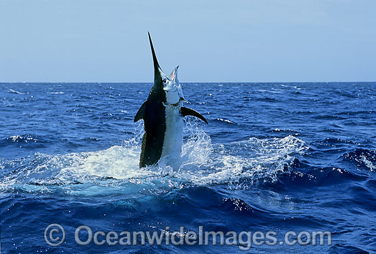 Black Marlin Makaira indica breaching photo Black Marlin Makaira indica breaching photo