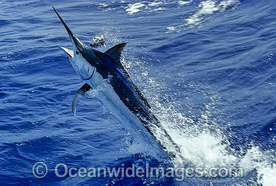 Black Marlin Makaira indica breaching photo Black Marlin Makaira indica breaching photo