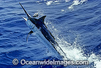 Black Marlin Makaira indica breaching Photo - John Ashley