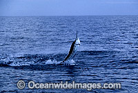 Sailfish Istiophorus platypterus breaching Photo - John Ashley