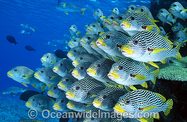 Diagonal-banded Sweetlips photo Diagonal-banded Sweetlips photo