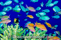 Great Barrier Reef Photo - Gary Bell