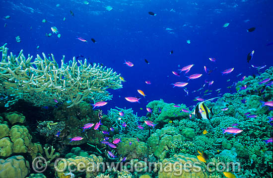 Great Barrier Reef photo Great Barrier Reef photo