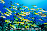 Yellow-striped Goatfish schooling Photo - Gary Bell