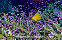 Great Barrier Reef Photo - Gary Bell
