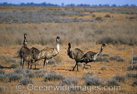 Flock of Emus against fence photo Flock of Emus against fence photo