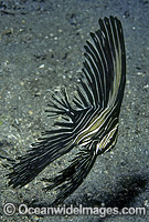 Humped Batfish Platax batavianus Photo - Bob Halstead