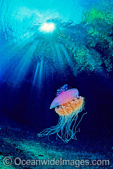 Crown Jellyfish Netrostoma setouchina photo Crown Jellyfish Netrostoma setouchina photo