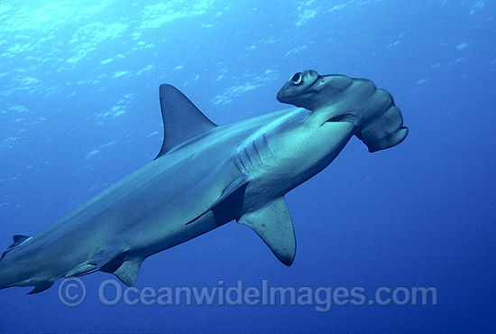 Scalloped Hammerhead Shark photo Scalloped Hammerhead Shark photo