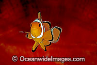 Western Clownfish Amphiprion ocellaris Photo - Gary Bell
