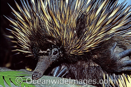 Short-beaked Echidna Tachyglossus aculaetus photo