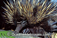 Short-beaked Echidna Tachyglossus aculaetus Photo - Gary Bell