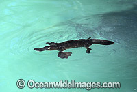 Duck-billed Platypus Ornithorhynchus anatinus Photo - Gary Bell