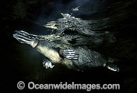 Duck-billed Platypus Photo - Gary Bell