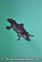 Duck-billed Platypus in rainforest stream Photo - Gary Bell