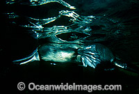 Duck-billed Platypus in rainforest stream Photo - Gary Bell
