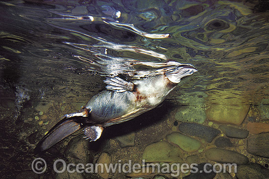 Duck-billed Platypus photo Duck-billed Platypus photo