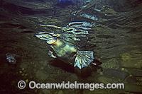Platypus Ornithorhynchus anatinus Photo - Gary Bell