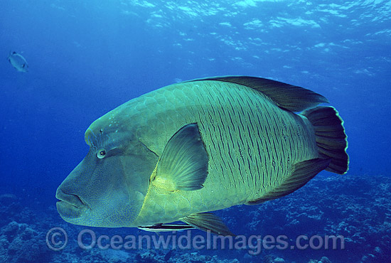 Napolean Wrasse Cheilinus undulatus photo Napolean Wrasse Cheilinus undulatus photo