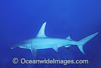 Great Hammerhead Shark Sphyrna mokarran Photo - Gary Bell