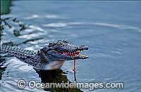 Estuarine Crocodile feeding Photo - Gary Bell