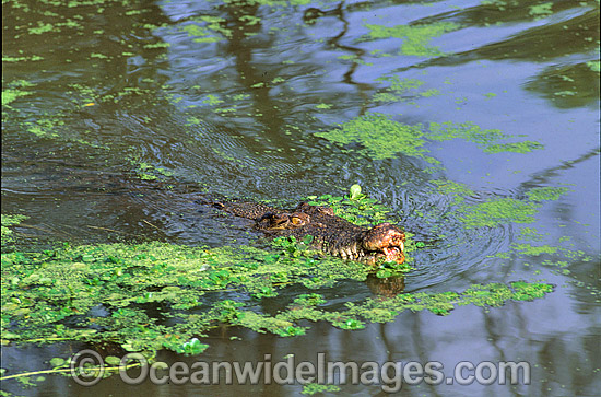 Estuarine Crocodile attacking photo