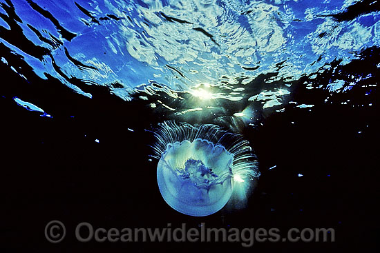 Moon Jellyfish Aurelia aurita photo Moon Jellyfish Aurelia aurita photo