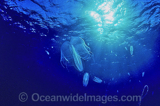 Comb Jellyfish Leucothea sp. photo Comb Jellyfish Leucothea sp. photo