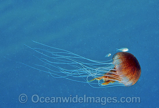 Fish with Jellyfish Chrysaora southcotti photo Fish with Jellyfish Chrysaora southcotti photo