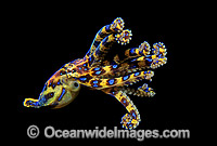 Blue-ringed Octopus Photo - Gary Bell