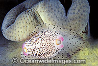 Toe-nail Cowry Calpurnus verrucosus Photo - Gary Bell