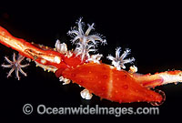 Spindle Cowry Phenacovolva tokioi Photo - Gary Bell